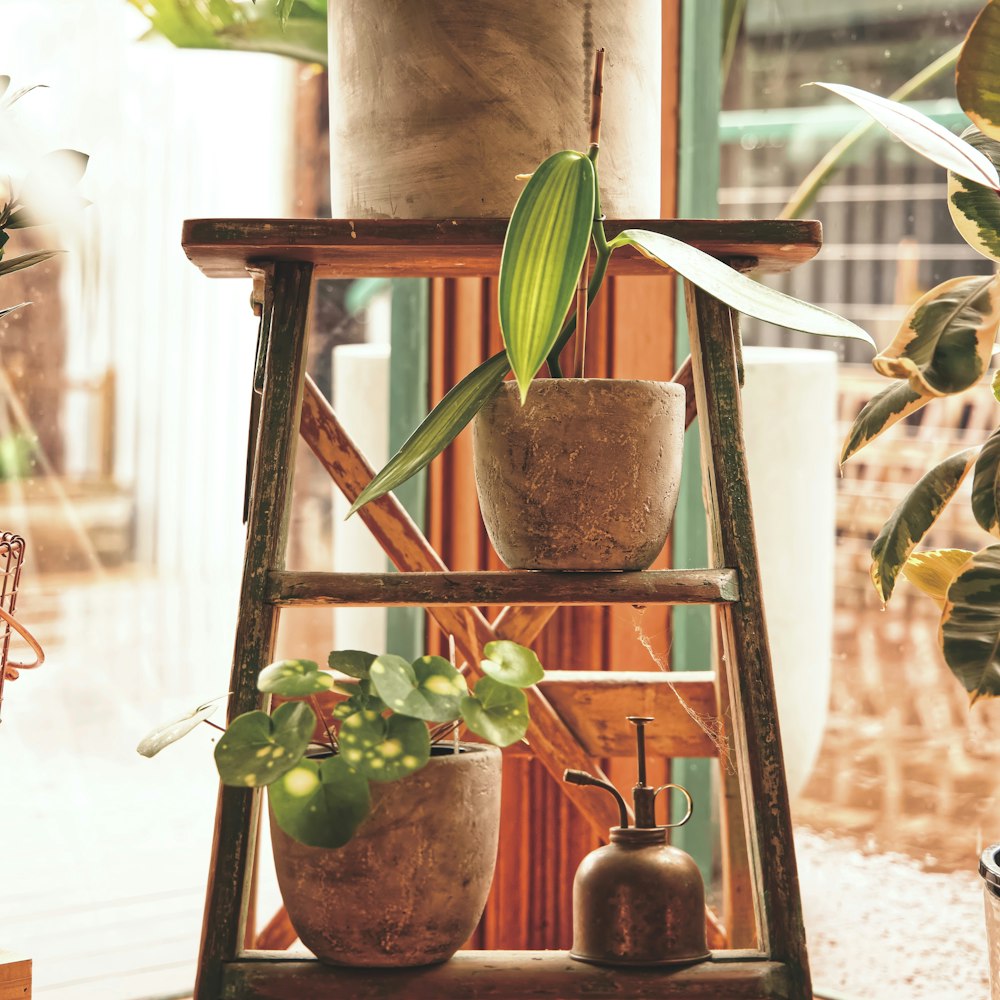 Dos plantas en macetas de barro sobre una escalera de madera, junto a un pulverizador de latón