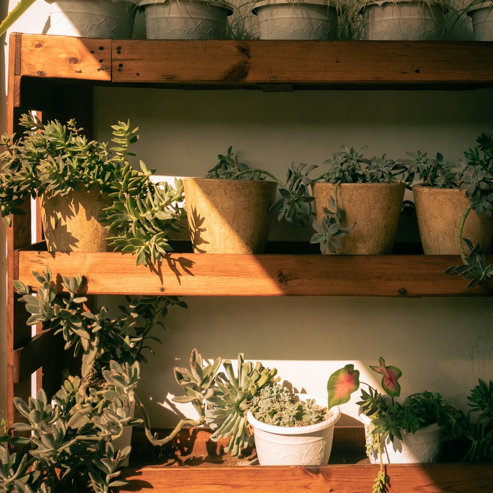Estantes de madera con plantas en macetas de barro, iluminadas por el sol de la tarde